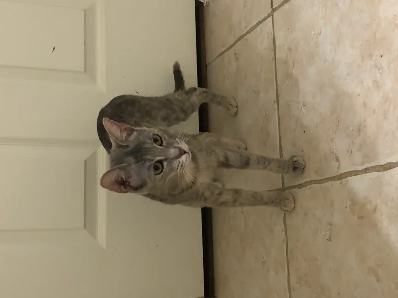 Addy  Kuykendahl Petsmart thumbnail 6