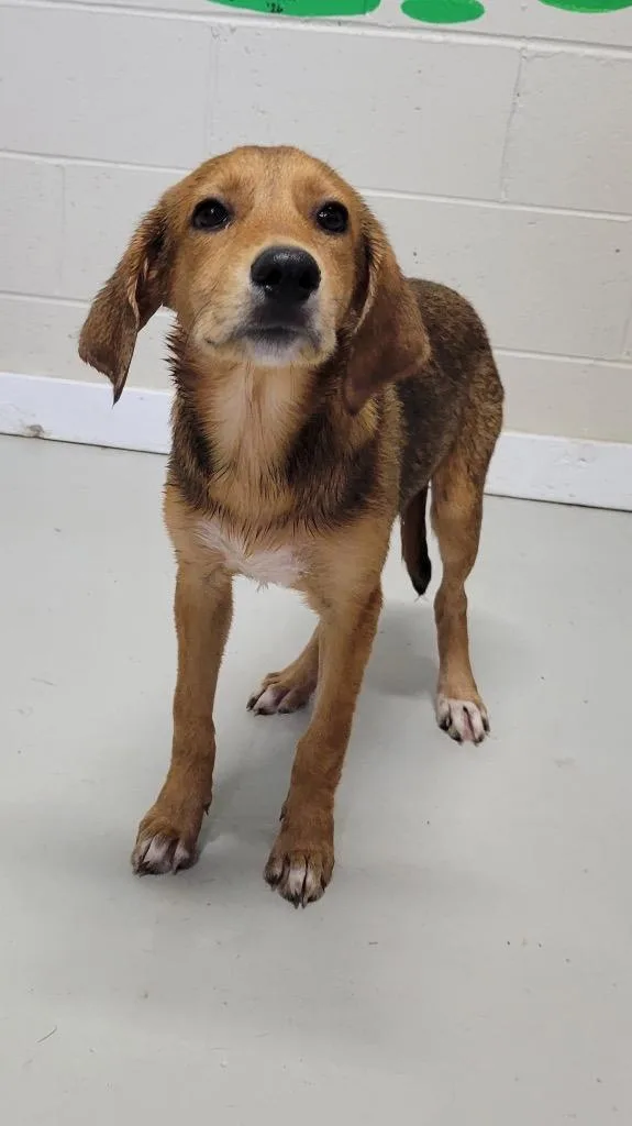 A baby large-sized female Mixed Breed dog named Jelly Bean for adoption in Metter, GA