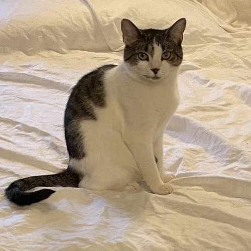 A young medium-sized female Domestic Short Hair cat named Sundae for adoption in Tampa, FL