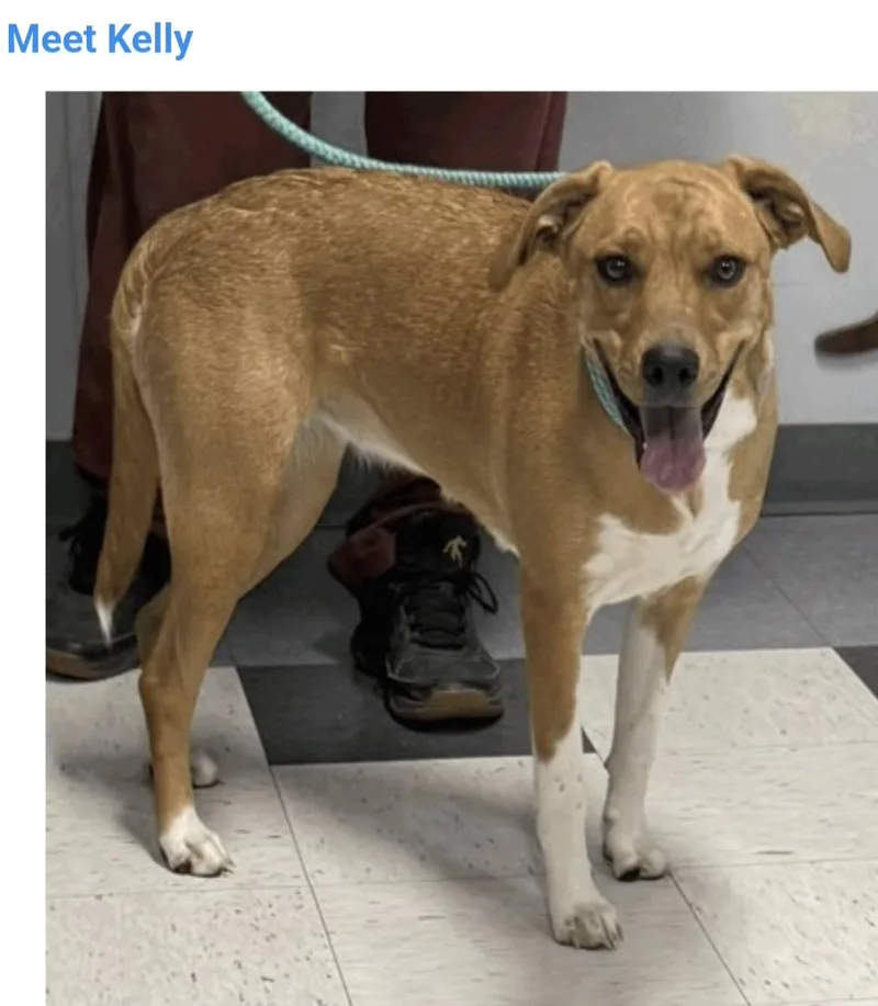 A young medium-sized female Labrador Retriever dog named Kelly for adoption in Salt Lake City, UT