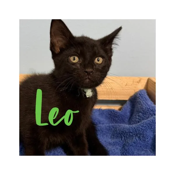 A baby small-sized male Domestic Short Hair cat named Leo for adoption in Canton, GA