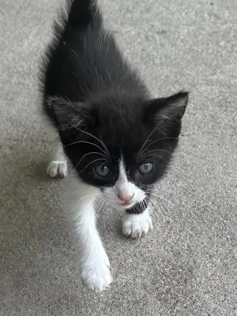 A baby small-sized male Domestic Short Hair cat named Marco for adoption in Dallas, TX