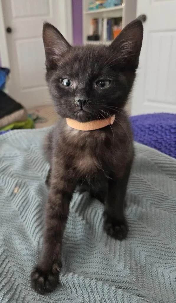 A baby medium-sized male Domestic Short Hair cat named Michaelangelo for adoption in Evans, GA
