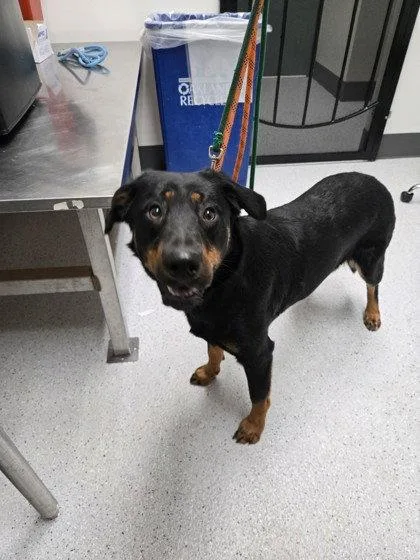 A young large-sized female Rottweiler dog named Susy for adoption in Oakland, CA