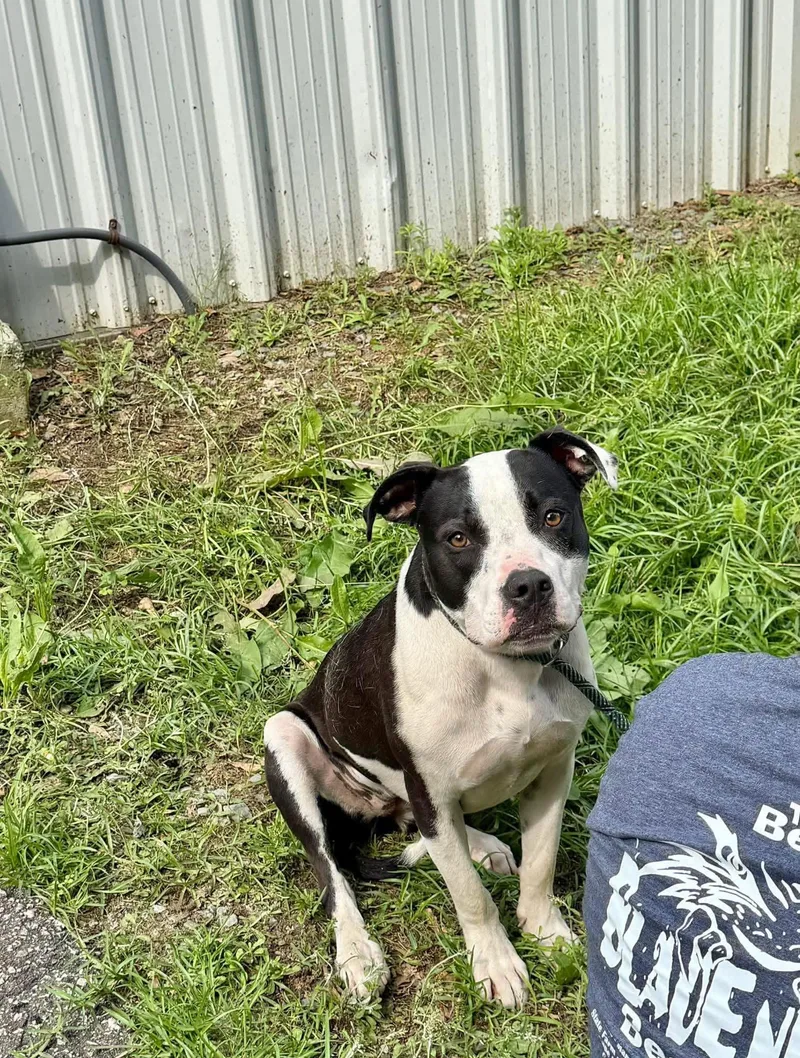 An adult medium-sized female American Staffordshire Terrier dog named Lola for adoption in Elizabethtown, NC
