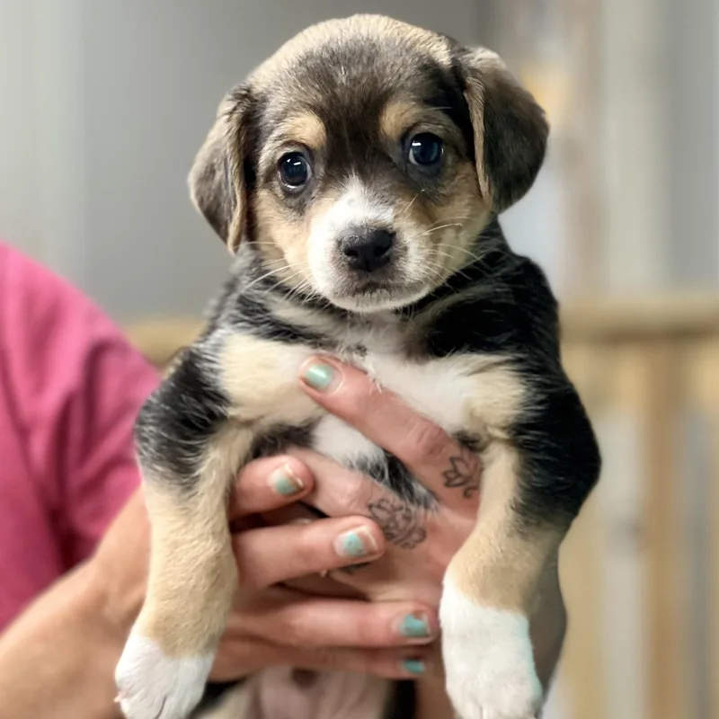 A baby small-sized male Tricolor (Brown, Black, & White) Mixed Breed dog named Jack  Arriving In for adoption in Berwick, ME