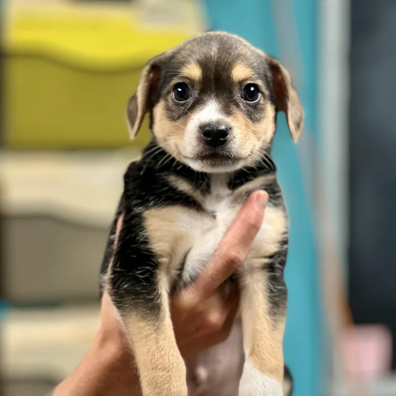 Jack  Arriving In thumbnail 3