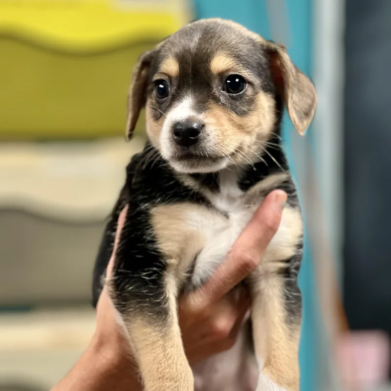 Jack  Arriving In thumbnail 4