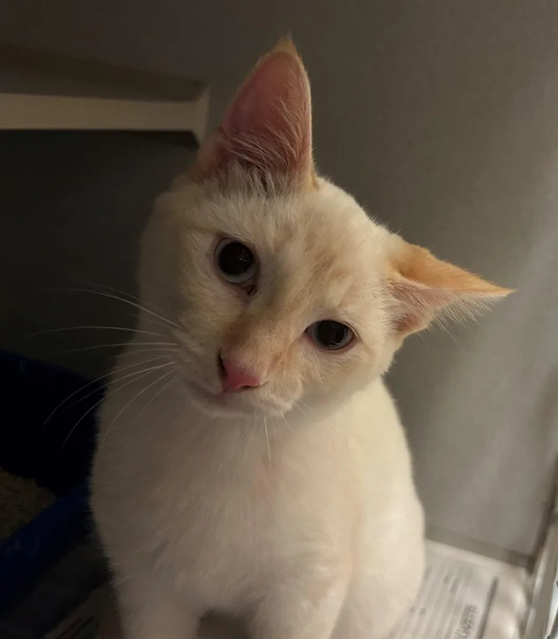 A young medium-sized male Flame Point Domestic Short Hair cat named Morganite for adoption in Mason City, IA
