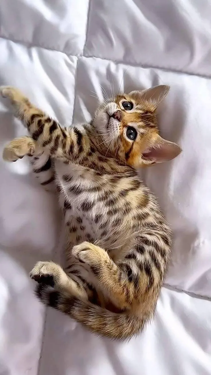 A young small-sized female Savannah cat named Chloe for adoption in Lakeland, GA