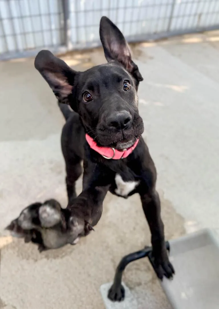 A baby medium-sized female Great Dane dog named Melanie for adoption in Windsor, CO