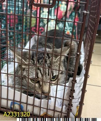 A young medium-sized female Domestic Short Hair cat named Nala for adoption in West Palm Beach, FL