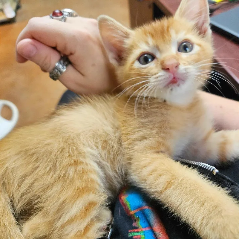 A baby small-sized male Domestic Short Hair cat named Elliot Elote for adoption in Clarksville, AR