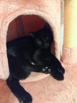 An adult medium-sized male Black Domestic Short Hair cat named Bean for adoption in Lincoln, IL