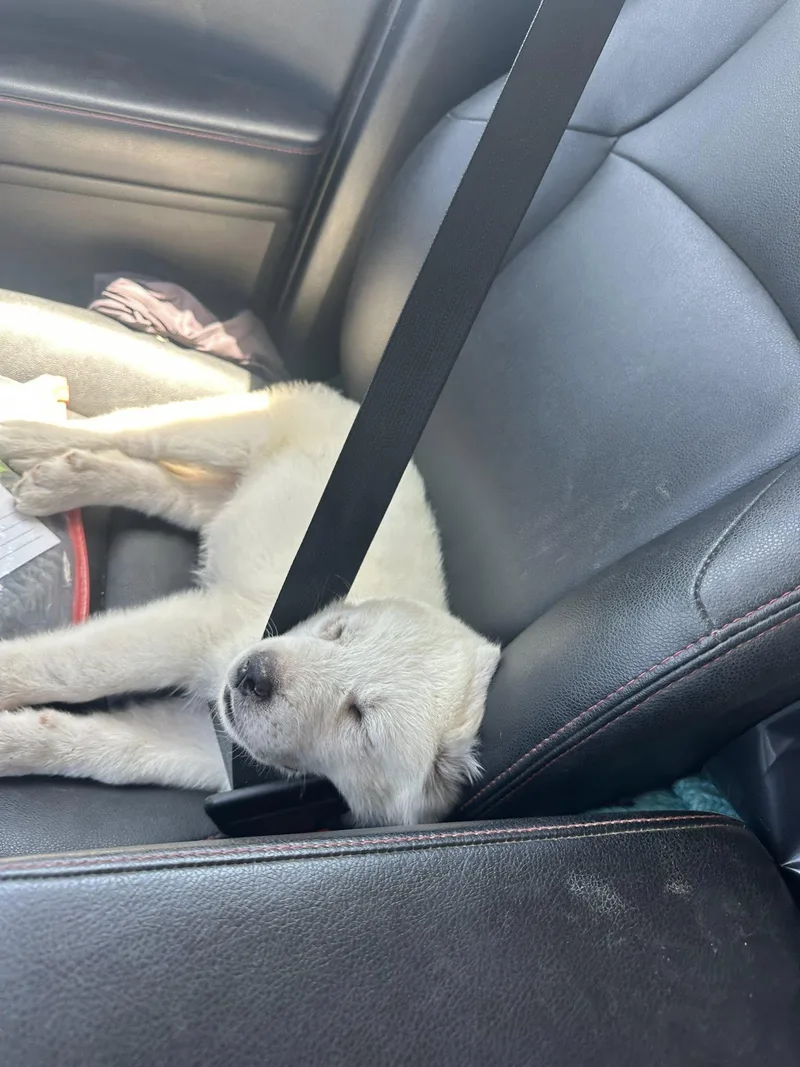 A baby extra large-sized male White / Cream Great Pyrenees dog named Igloo for adoption in Agua Dulce, CA