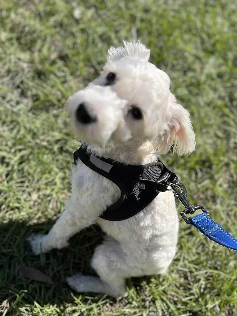 An adult small-sized male White / Cream Mixed Breed dog named Tony for adoption in Mt Pleasant, SC