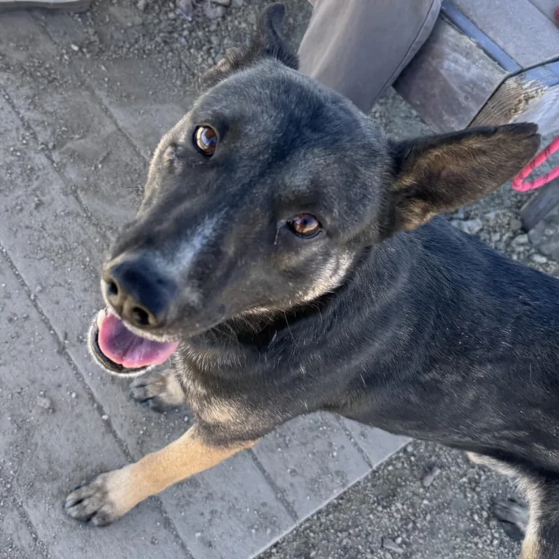 An adult medium-sized male Black German Shepherd Dog dog named Nile for adoption in Stagecoach, NV