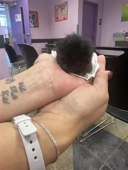A baby small-sized male Domestic Short Hair cat named 61643838 for adoption in El Paso, TX