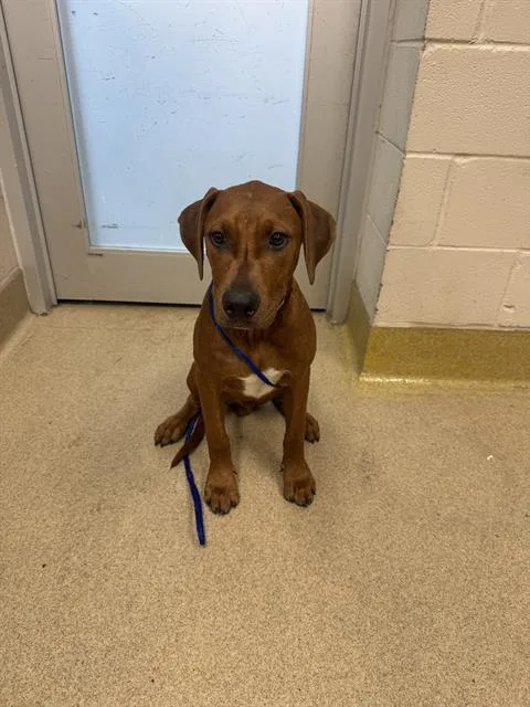 A young large-sized male Plott Hound dog named Mike for adoption in Grand Prairie, TX