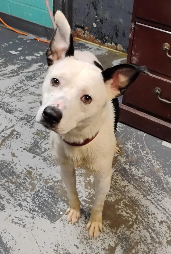 An adult medium-sized male Tricolor (Brown, Black, & White) Cattle Dog dog named Spot for adoption in New Lexington, OH