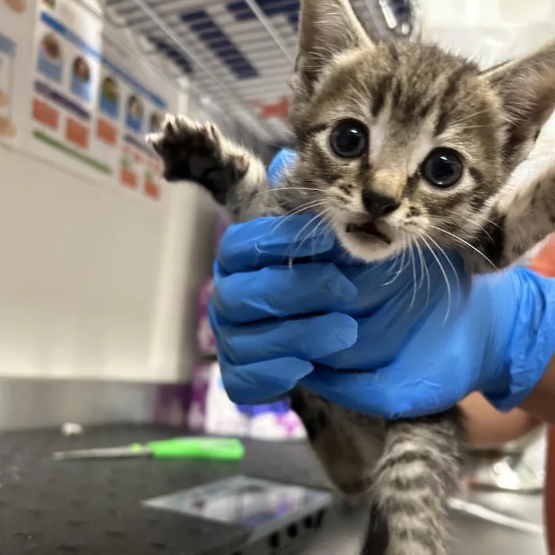 A baby small-sized male Brown / Chocolate Domestic Short Hair cat named Milkshake Mania for adoption in League City, TX