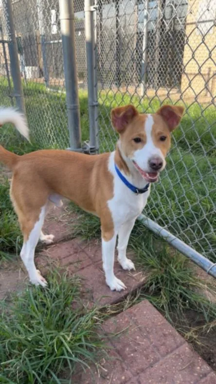 A young medium-sized male Basenji dog named Astro for adoption in Houston, TX