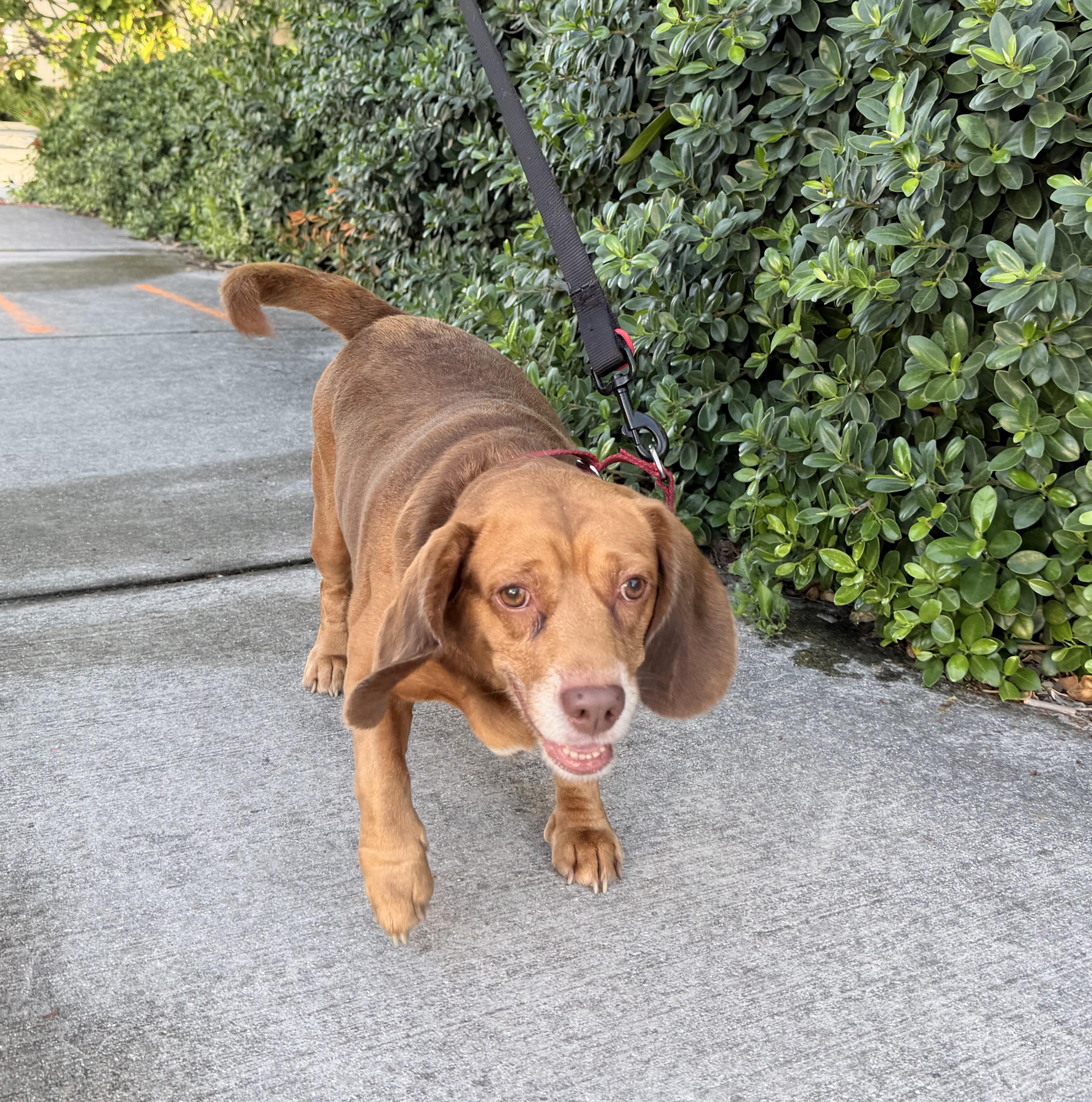 Pepino thumbnail 2