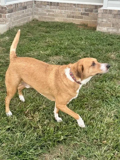 A young medium-sized male Basenji dog named Maverick for adoption in Nashville, TN