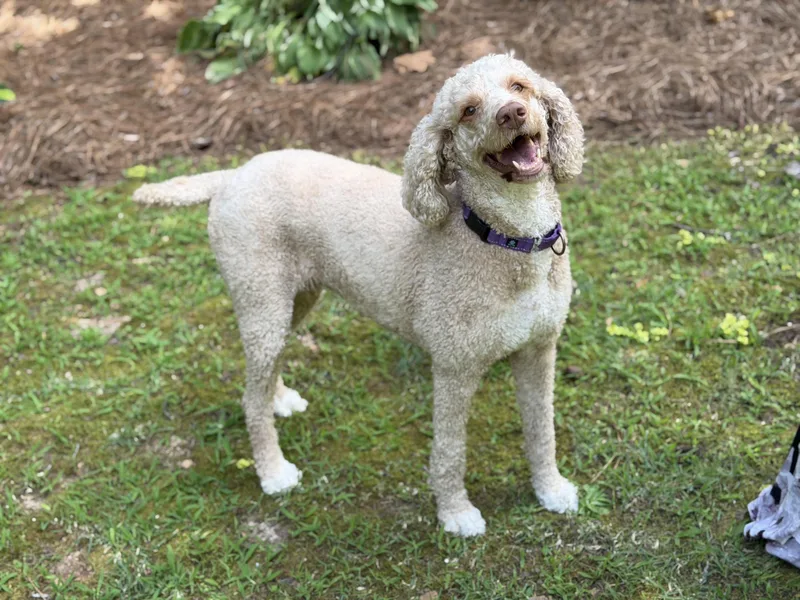A senior large-sized female Standard Poodle dog named Sasha for adoption in Atlanta, GA