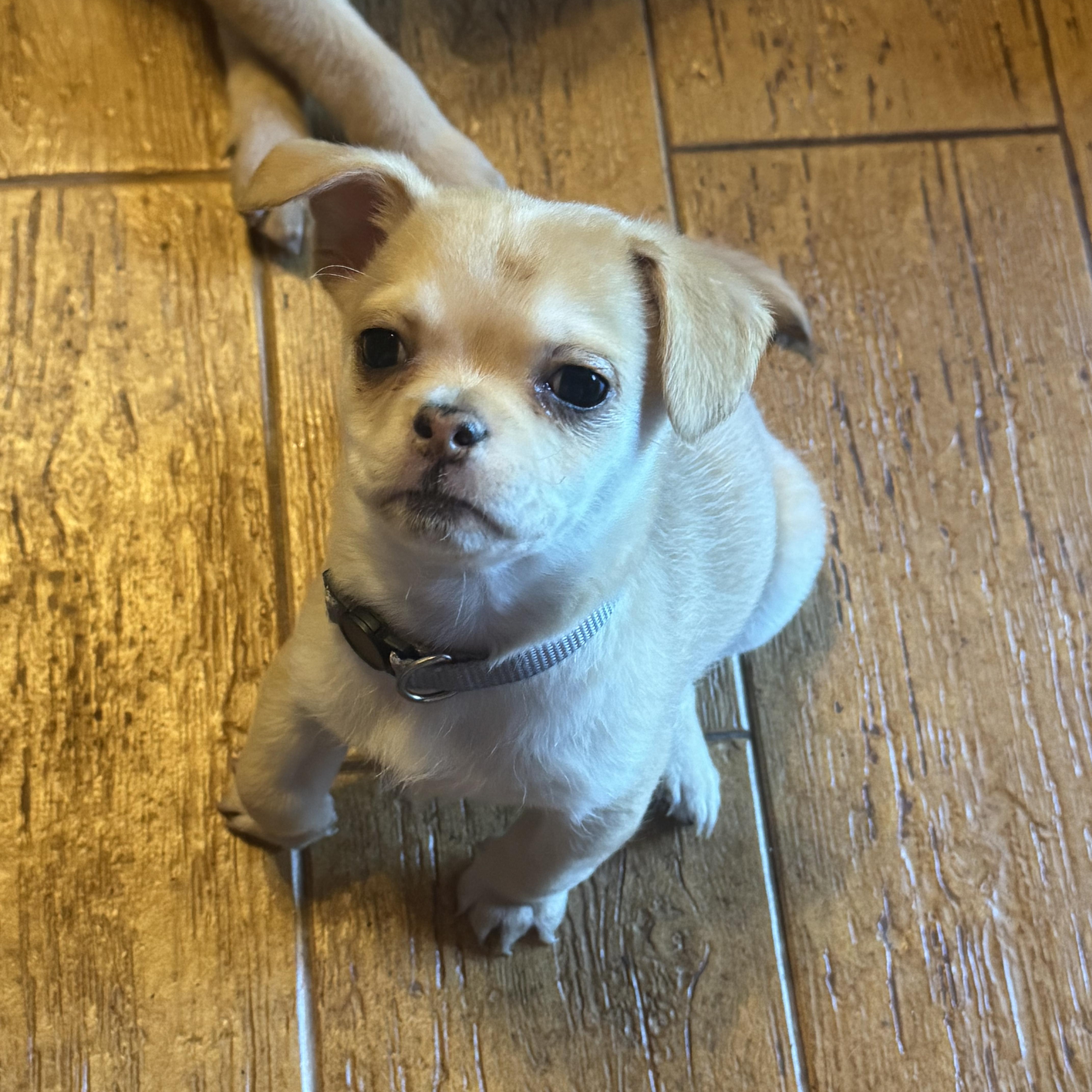 A baby small-sized female Apricot / Beige Pug dog named Little Miss for adoption in Seal Beach, CA