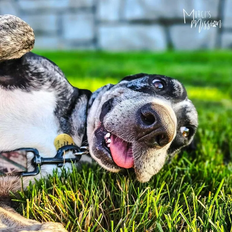 An adult large-sized female Catahoula Leopard Dog dog named Sasparilla for adoption in Spokane , WA