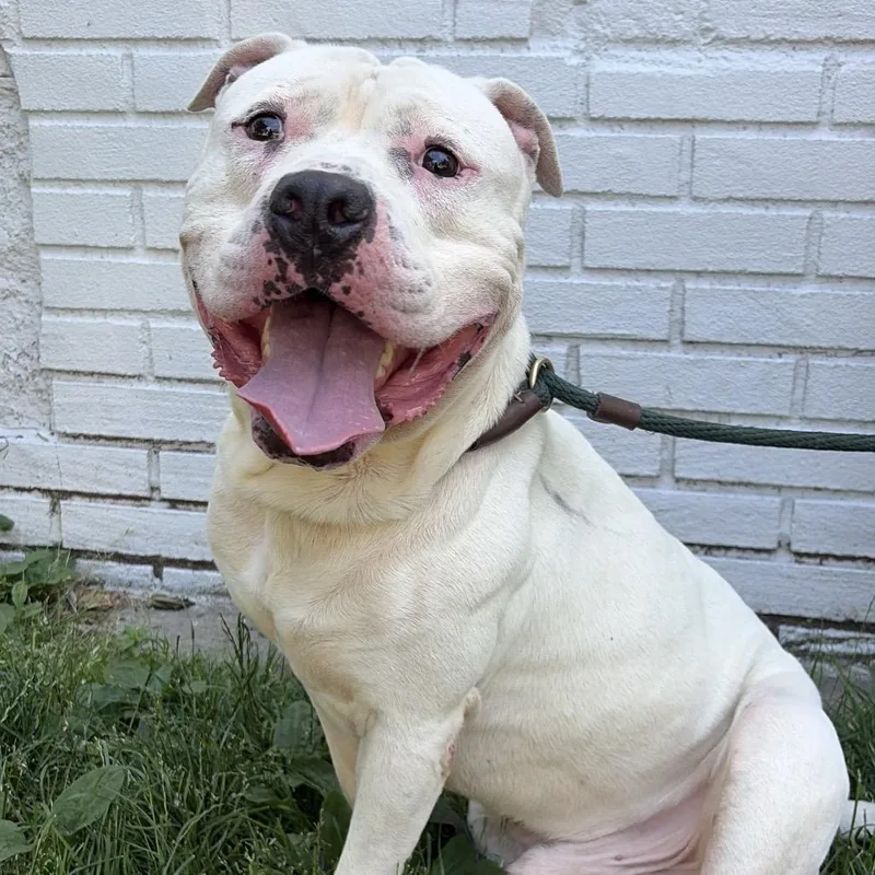 An adult large-sized male White / Cream Pit Bull Terrier dog named Easton for adoption in Newark, NJ