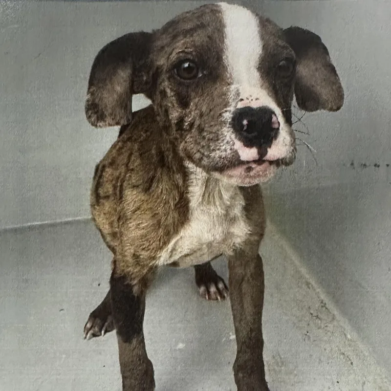 A baby medium-sized female Brindle Catahoula Leopard Dog dog named Elanore Local August for adoption in Brookshire, TX