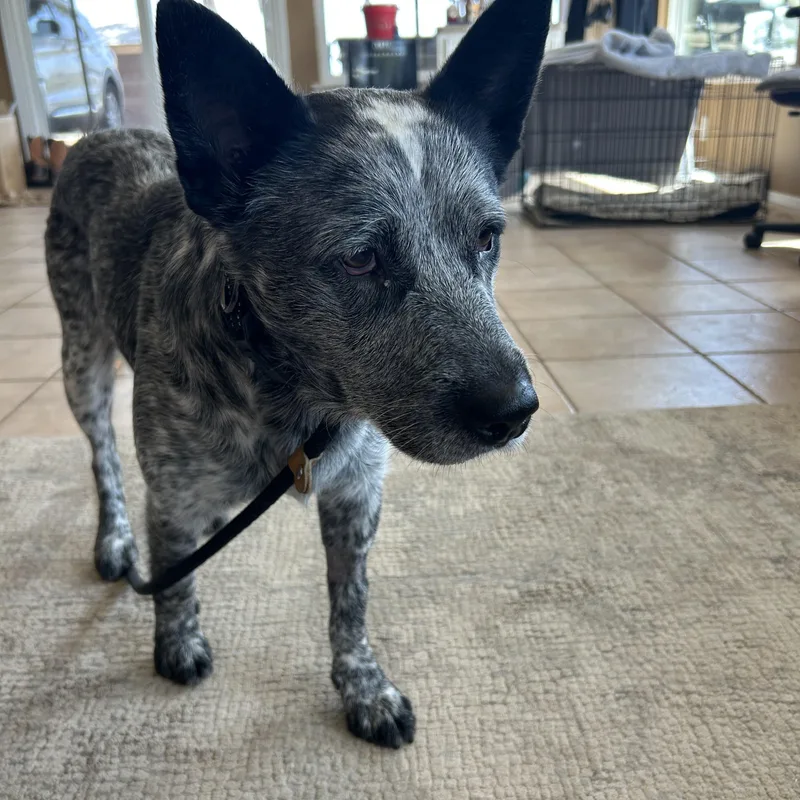 An adult medium-sized male Australian Cattle Dog / Blue Heeler dog named Wichita for adoption in Fort Worth, TX