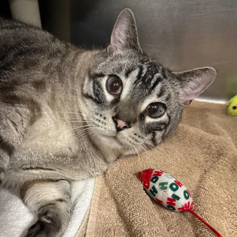 Biggie Smalls thumbnail 5