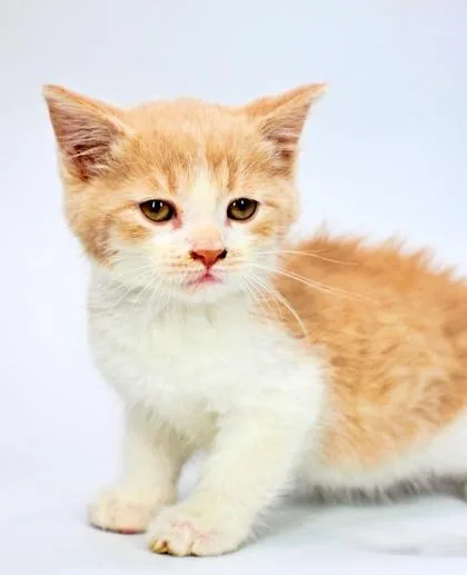 A baby small-sized male Domestic Medium Hair cat named Patrick for adoption in Morton Grove, IL