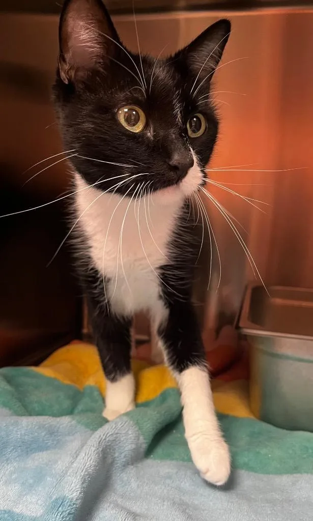 An adult medium-sized female Domestic Medium Hair cat named Bones for adoption in Logan, UT