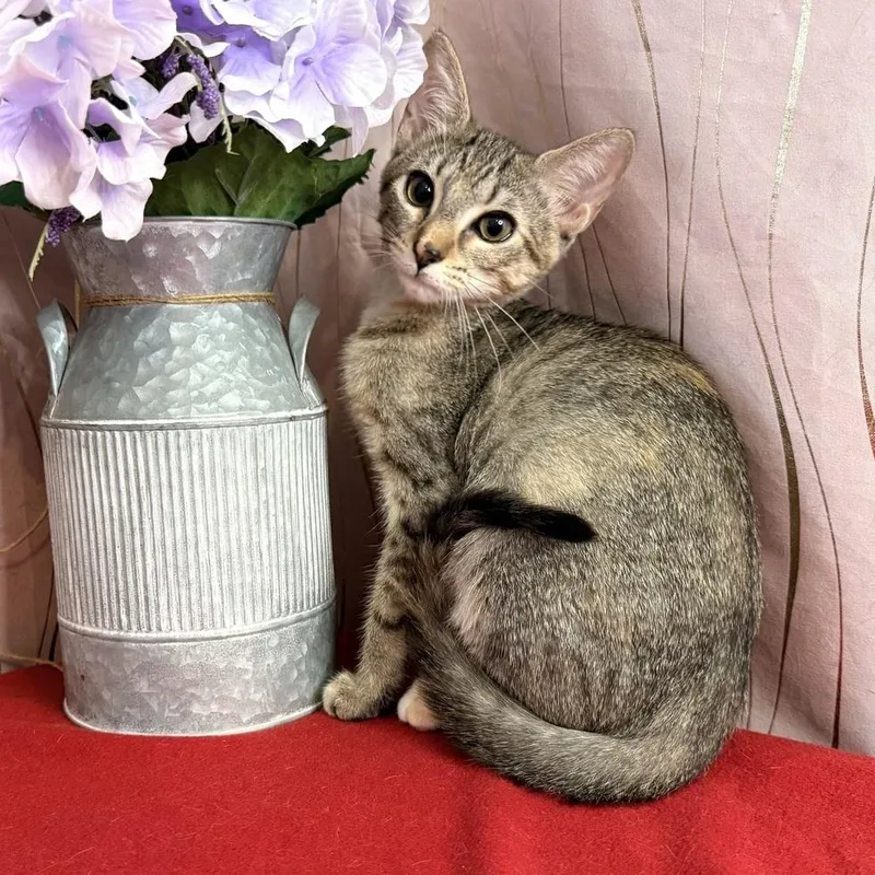 A baby small-sized female Tabby (Gray / Blue / Silver) Domestic Short Hair cat named Harlie for adoption in Long Beach, MS