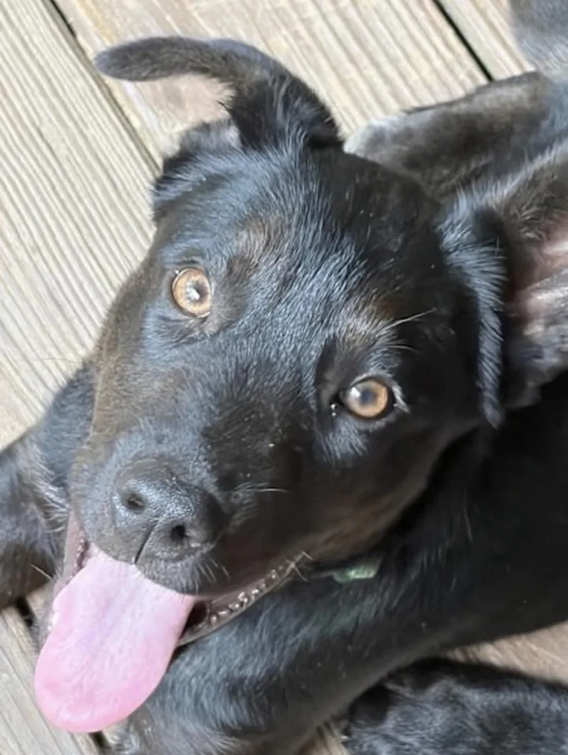 Charlie thumbnail 2