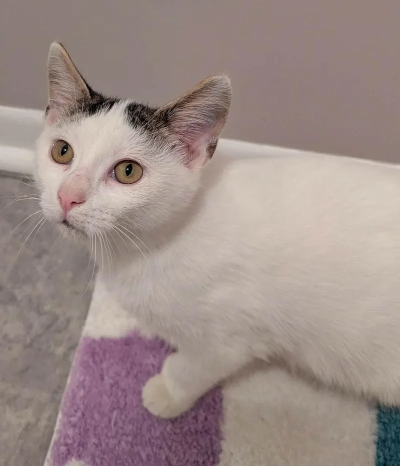 A baby medium-sized male Domestic Short Hair cat named Miles for adoption in South Bend, IN