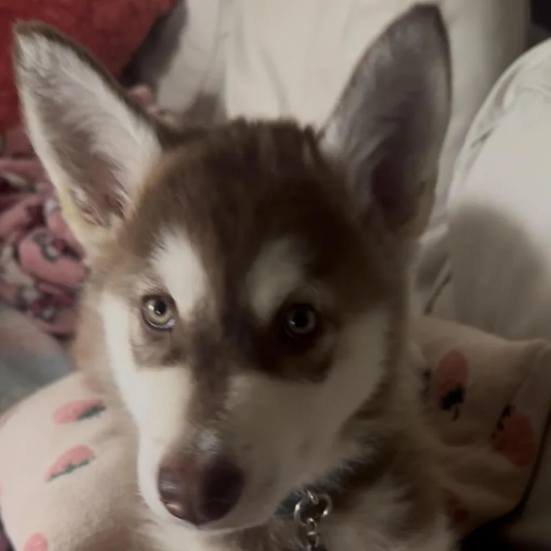 A baby small-sized female Brown / Chocolate Siberian Husky dog named Fern for adoption in Bellingham, WA