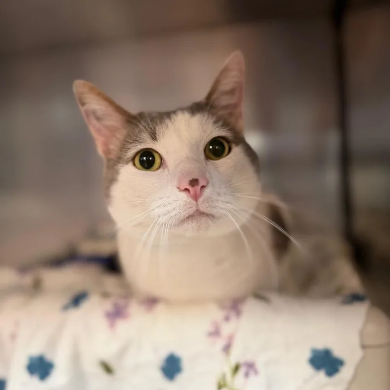 An adult large-sized male White Domestic Short Hair cat named Deku for adoption in Perkiomenville, PA