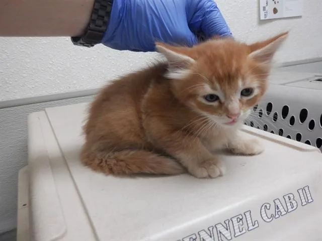 A baby small-sized male Domestic Medium Hair cat named A for adoption in Oroville, CA