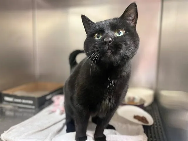 An adult medium-sized female Domestic Short Hair cat named Bat Girl for adoption in Fort Wayne, IN