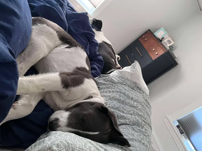A young medium-sized female Mixed Breed dog named Charlie for adoption in Grand Forks, ND