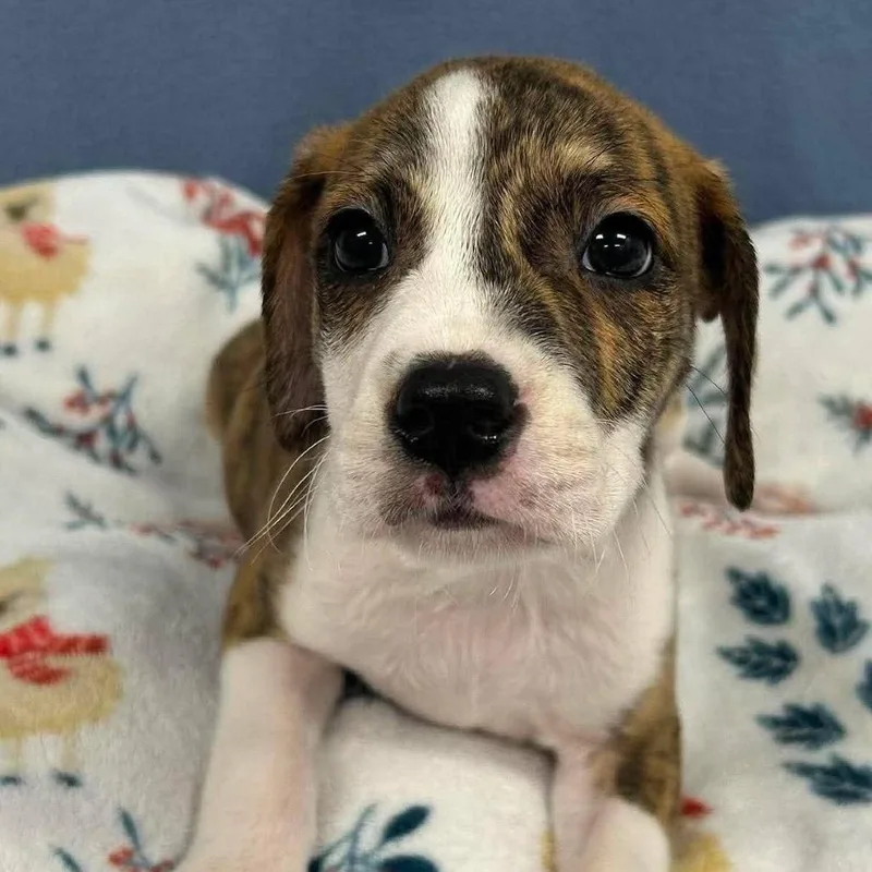 A young medium-sized male Boxer dog named Gunter for adoption in Medford, NY