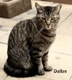 Dallas