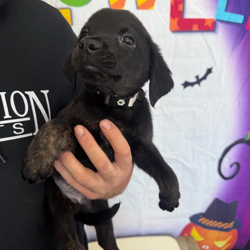 A baby medium-sized male Black Labrador Retriever dog named Wolfgang for adoption in Normal, IL
