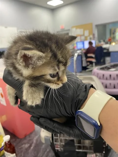 A baby small-sized female Domestic Short Hair cat named Honey Bun for adoption in Palmetto, FL