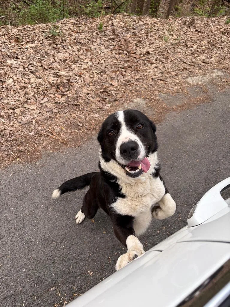 A young medium-sized male Mixed Breed dog named Mason for adoption in Rome, GA